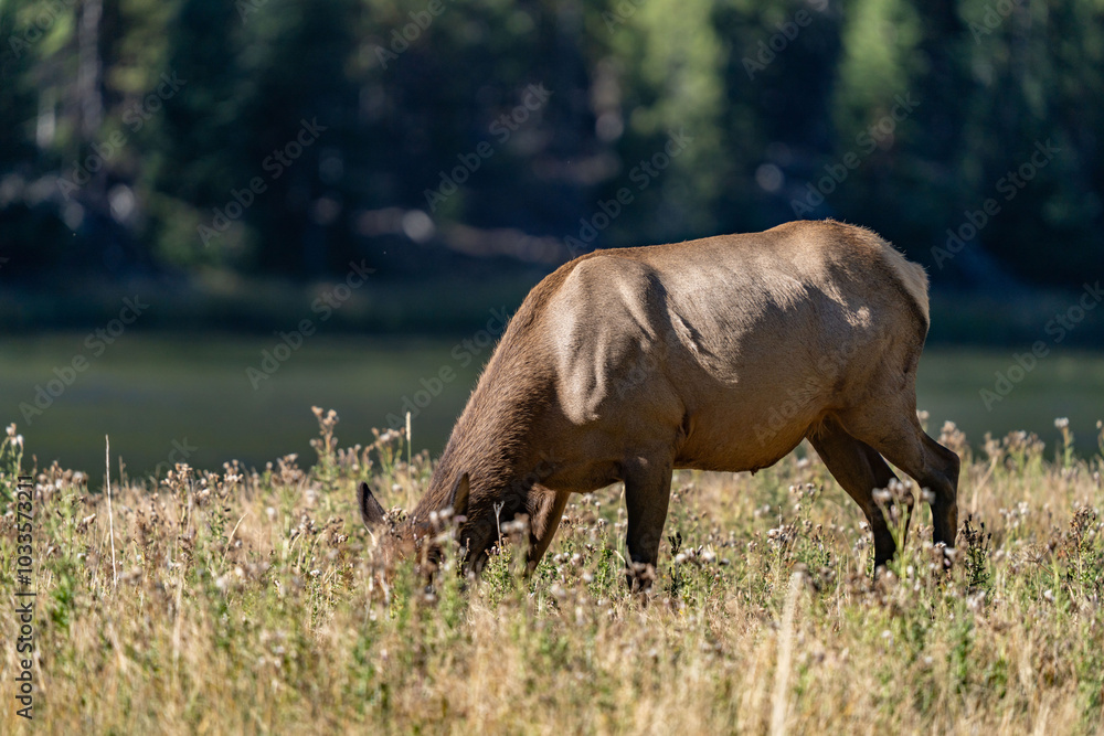 The elk (Cervus canadensis), or wapiti, is the second largest species within the deer family, Cervidae, Madison River West Entrance Road, Yellowstone National Park, Wyoming The elk (Cervus canadensis), or wapiti, is the second largest species within the deer family, Cervidae, Madison River West Entrance Road, Yellowstone National Park, Wyoming