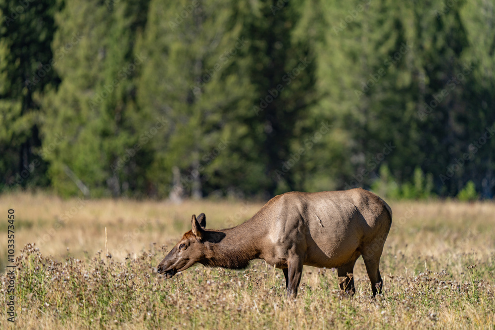The elk (Cervus canadensis), or wapiti, is the second largest species within the deer family, Cervidae, Madison River West Entrance Road, Yellowstone National Park, Wyoming The elk (Cervus canadensis), or wapiti, is the second largest species within the deer family, Cervidae, Madison River West Entrance Road, Yellowstone National Park, Wyoming
