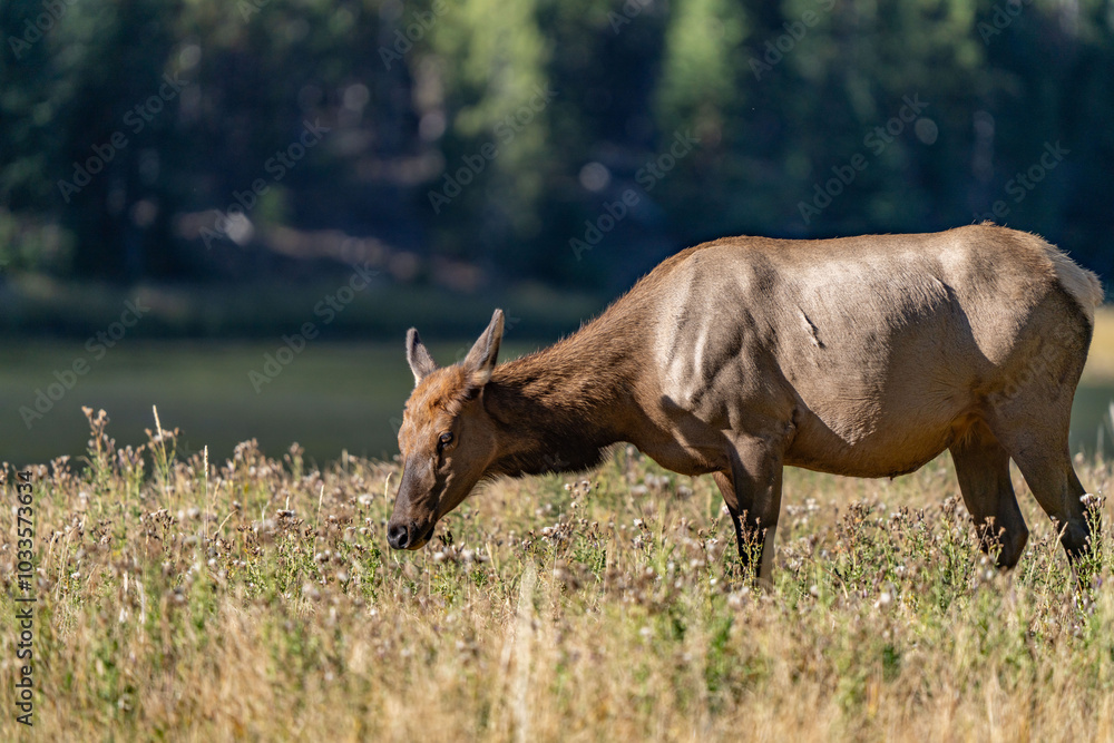 Fototapeta premium The elk (Cervus canadensis), or wapiti, is the second largest species within the deer family, Cervidae, Madison River West Entrance Road, Yellowstone National Park, Wyoming