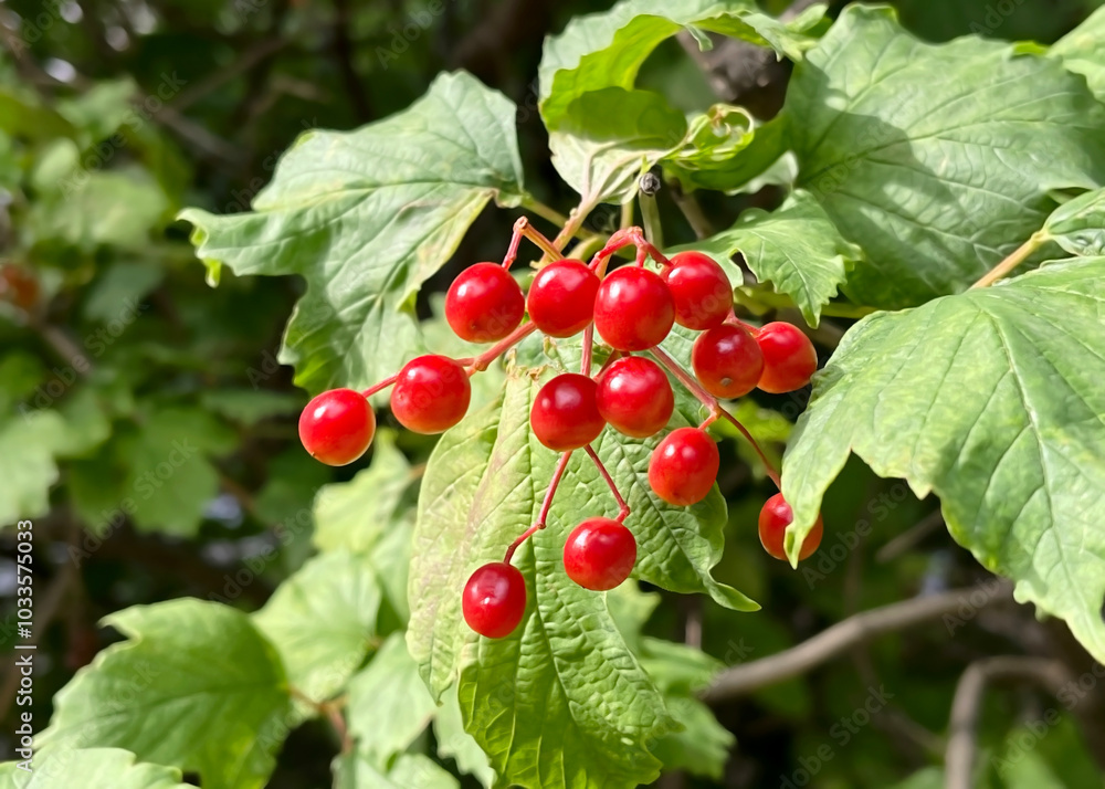 ripe red viburnum berries hanging on a branch of a viburnum bush ripe red viburnum berries hanging on a branch of a viburnum bush