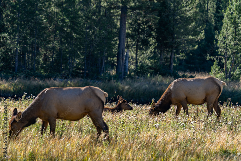 The elk (Cervus canadensis), or wapiti, is the second largest species within the deer family, Cervidae, Madison River West Entrance Road, Yellowstone National Park, Wyoming The elk (Cervus canadensis), or wapiti, is the second largest species within the deer family, Cervidae, Madison River West Entrance Road, Yellowstone National Park, Wyoming