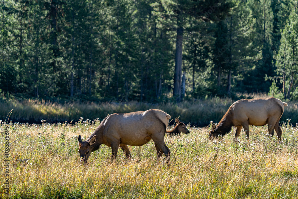 Fototapeta premium The elk (Cervus canadensis), or wapiti, is the second largest species within the deer family, Cervidae, Madison River West Entrance Road, Yellowstone National Park, Wyoming
