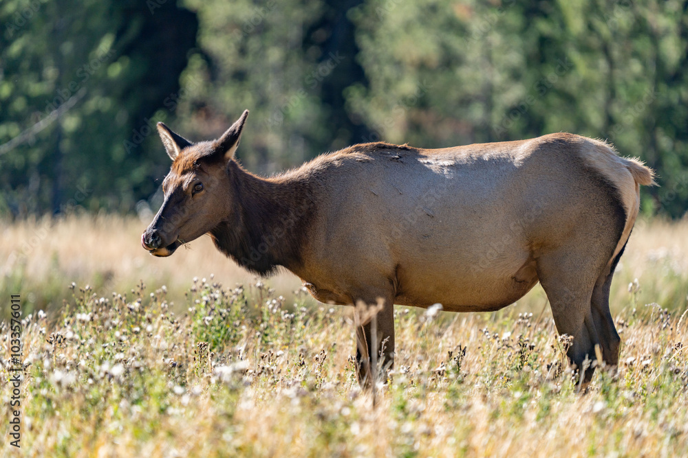 Fototapeta premium The elk (Cervus canadensis), or wapiti, is the second largest species within the deer family, Cervidae, Madison River West Entrance Road, Yellowstone National Park, Wyoming