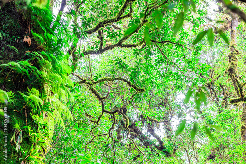 The natural background of the mountain atmosphere, green rice fields and many kinds of plants surrounding, rainbow and a walkway to see the completeness of the ecosystem.