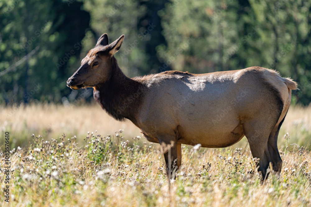 The elk (Cervus canadensis), or wapiti, is the second largest species within the deer family, Cervidae, Madison River West Entrance Road, Yellowstone National Park, Wyoming The elk (Cervus canadensis), or wapiti, is the second largest species within the deer family, Cervidae, Madison River West Entrance Road, Yellowstone National Park, Wyoming