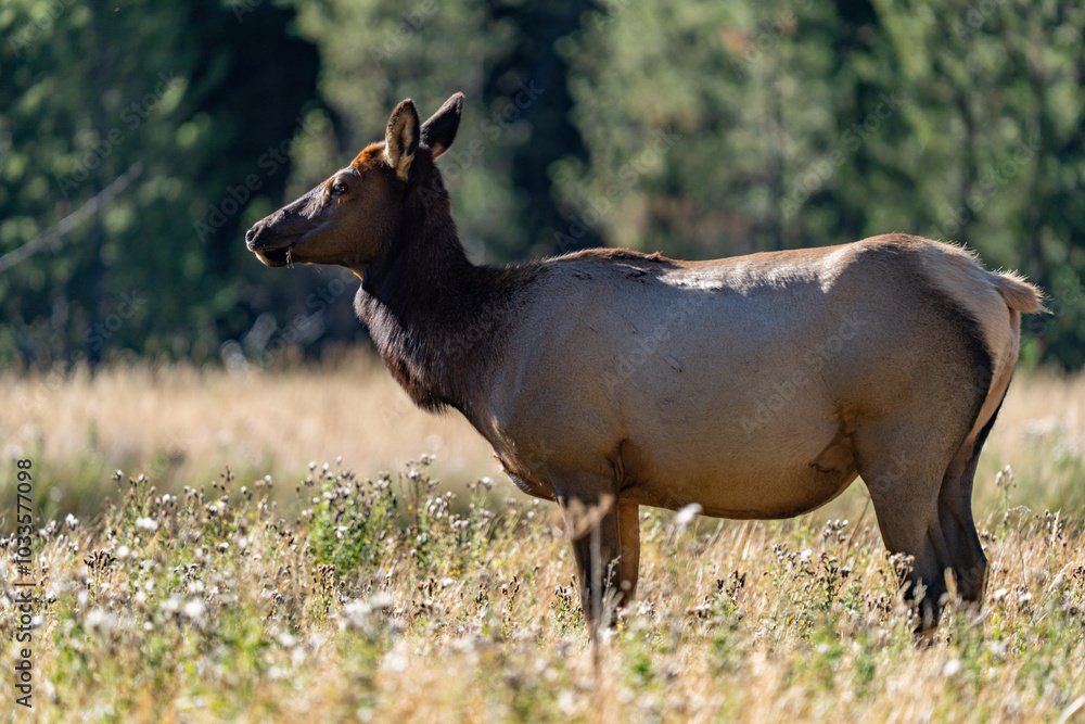 The elk (Cervus canadensis), or wapiti, is the second largest species within the deer family, Cervidae, Madison River West Entrance Road, Yellowstone National Park, Wyoming The elk (Cervus canadensis), or wapiti, is the second largest species within the deer family, Cervidae, Madison River West Entrance Road, Yellowstone National Park, Wyoming