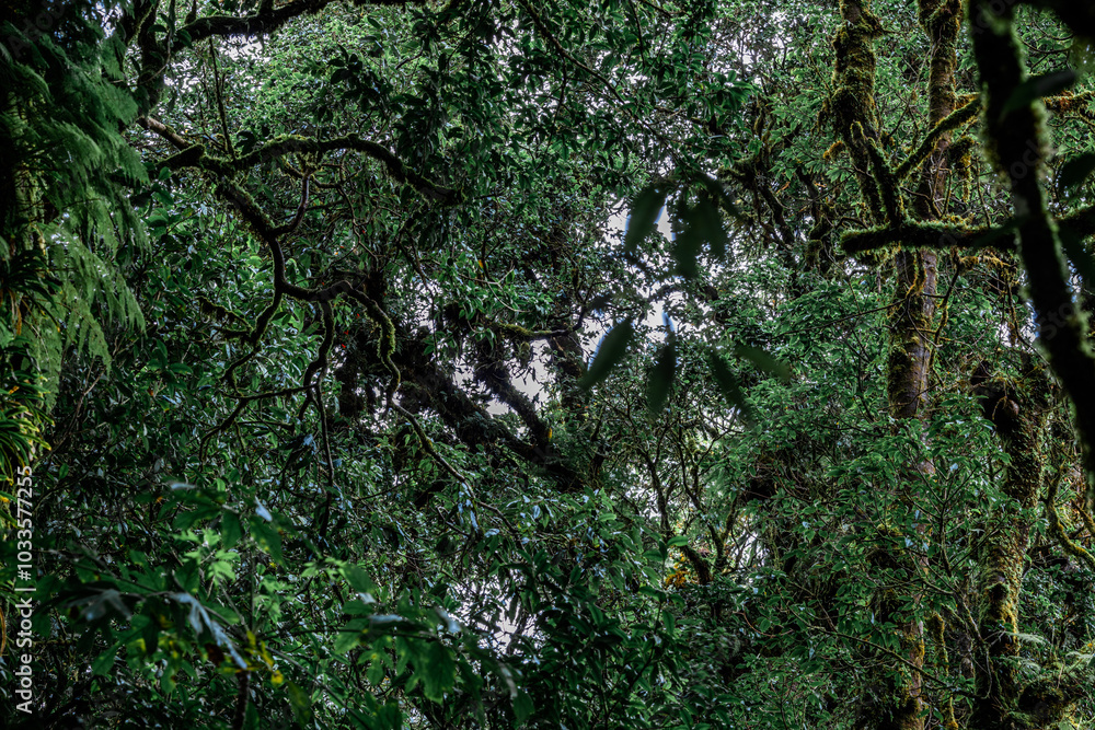 Fototapeta premium The natural background of the mountain atmosphere, green rice fields and many kinds of plants surrounding, rainbow and a walkway to see the completeness of the ecosystem.