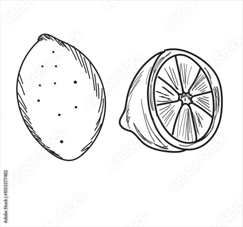 Lemon black line drawn on a white background. Vector drawing of fruits. Abstract stains. Colorful lemons.