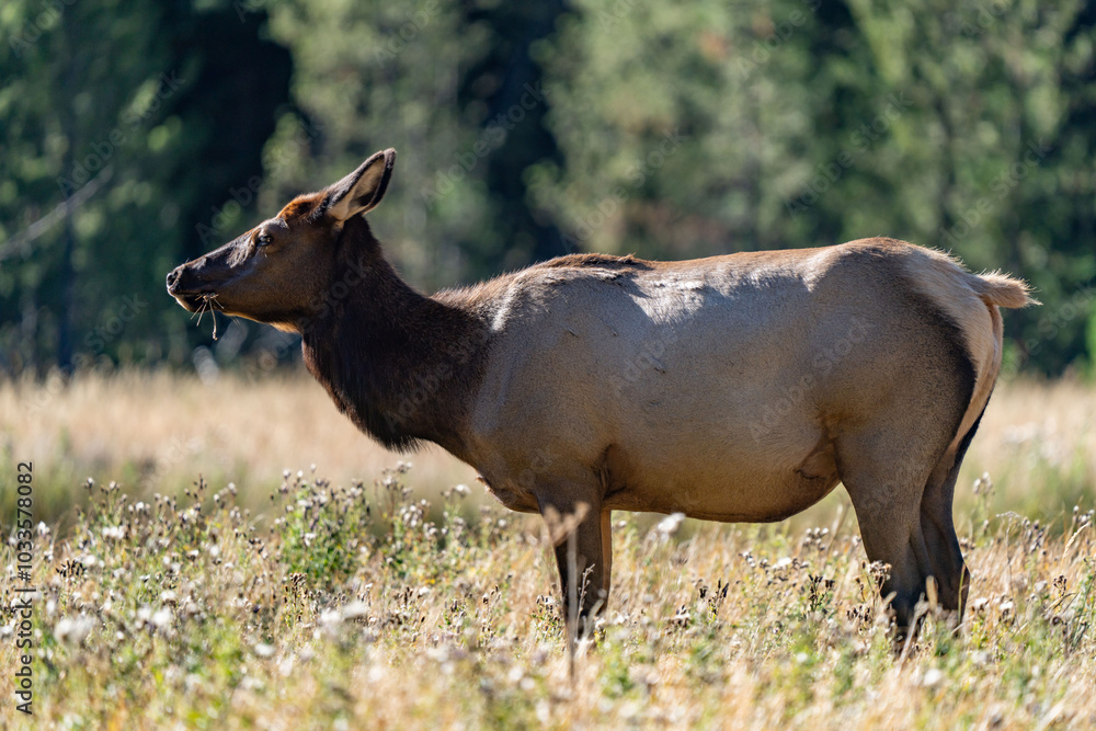 Fototapeta premium The elk (Cervus canadensis), or wapiti, is the second largest species within the deer family, Cervidae, Madison River West Entrance Road, Yellowstone National Park, Wyoming