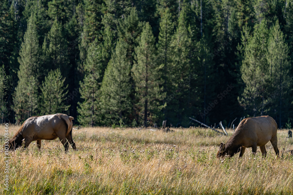 The elk (Cervus canadensis), or wapiti, is the second largest species within the deer family, Cervidae, Madison River West Entrance Road, Yellowstone National Park, Wyoming The elk (Cervus canadensis), or wapiti, is the second largest species within the deer family, Cervidae, Madison River West Entrance Road, Yellowstone National Park, Wyoming