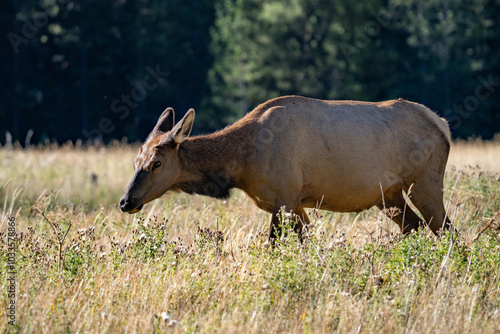 The elk (Cervus canadensis), or wapiti, is the second largest species within the deer family, Cervidae, Madison River West Entrance Road, Yellowstone National Park, Wyoming photo