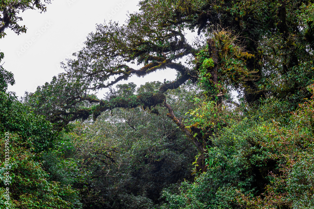 The natural background of the mountain atmosphere, green rice fields and many kinds of plants surrounding, rainbow and a walkway to see the completeness of the ecosystem. The natural background of the mountain atmosphere, green rice fields and many kinds of plants surrounding, rainbow and a walkway to see the completeness of the ecosystem.