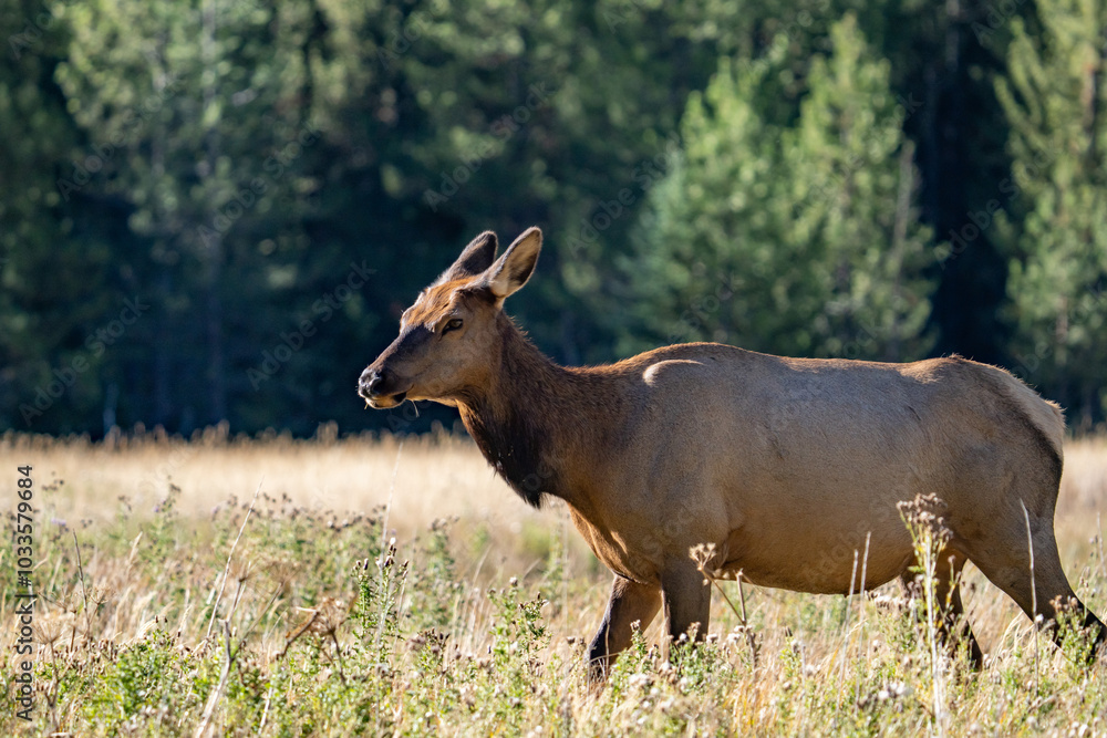 The elk (Cervus canadensis), or wapiti, is the second largest species within the deer family, Cervidae, Madison River West Entrance Road, Yellowstone National Park, Wyoming The elk (Cervus canadensis), or wapiti, is the second largest species within the deer family, Cervidae, Madison River West Entrance Road, Yellowstone National Park, Wyoming