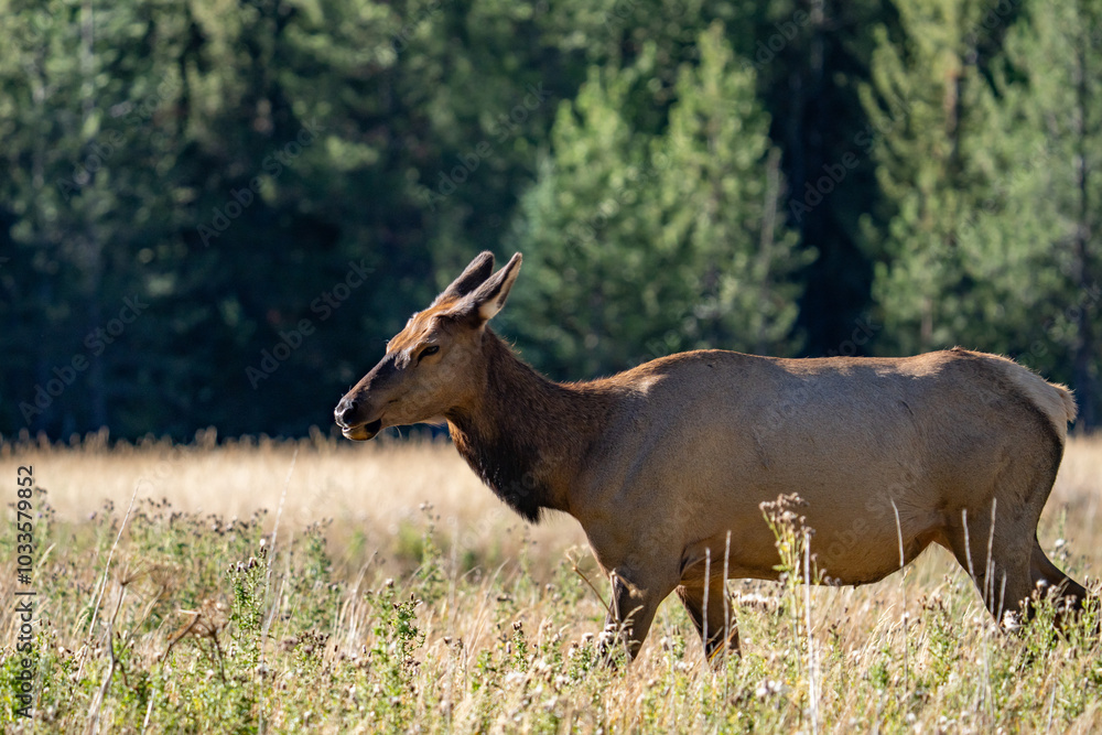 Fototapeta premium The elk (Cervus canadensis), or wapiti, is the second largest species within the deer family, Cervidae, Madison River West Entrance Road, Yellowstone National Park, Wyoming