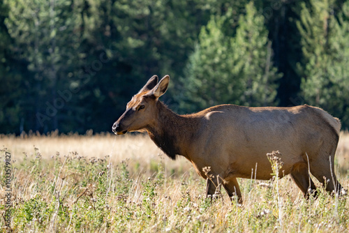 The elk (Cervus canadensis), or wapiti, is the second largest species within the deer family, Cervidae, Madison River West Entrance Road, Yellowstone National Park, Wyoming photo