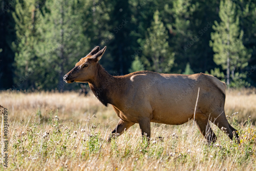 Fototapeta premium The elk (Cervus canadensis), or wapiti, is the second largest species within the deer family, Cervidae, Madison River West Entrance Road, Yellowstone National Park, Wyoming