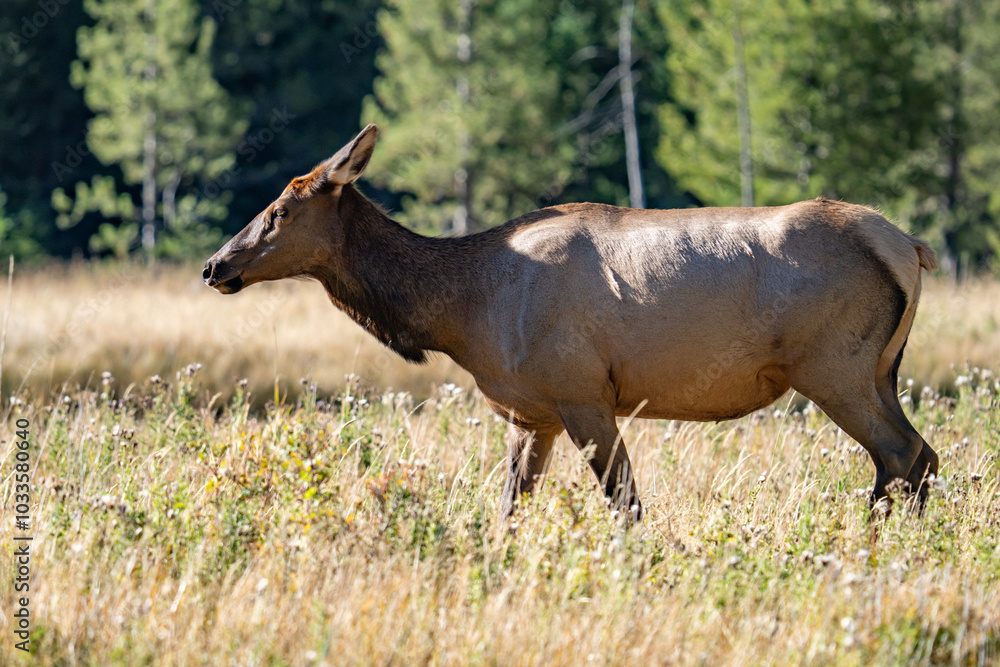 The elk (Cervus canadensis), or wapiti, is the second largest species within the deer family, Cervidae, Madison River West Entrance Road, Yellowstone National Park, Wyoming The elk (Cervus canadensis), or wapiti, is the second largest species within the deer family, Cervidae, Madison River West Entrance Road, Yellowstone National Park, Wyoming