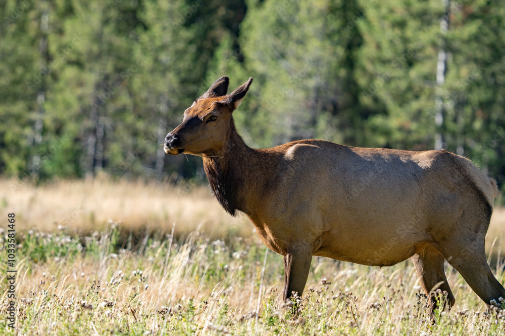 The elk (Cervus canadensis), or wapiti, is the second largest species within the deer family, Cervidae, Madison River West Entrance Road, Yellowstone National Park, Wyoming The elk (Cervus canadensis), or wapiti, is the second largest species within the deer family, Cervidae, Madison River West Entrance Road, Yellowstone National Park, Wyoming