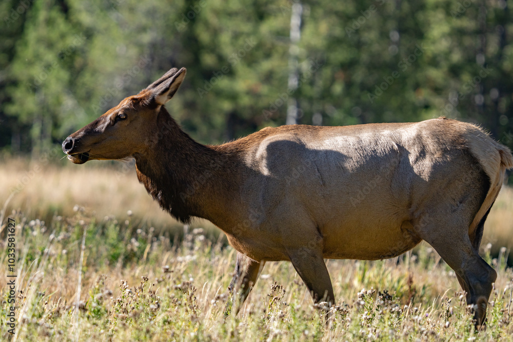 The elk (Cervus canadensis), or wapiti, is the second largest species within the deer family, Cervidae, Madison River West Entrance Road, Yellowstone National Park, Wyoming The elk (Cervus canadensis), or wapiti, is the second largest species within the deer family, Cervidae, Madison River West Entrance Road, Yellowstone National Park, Wyoming