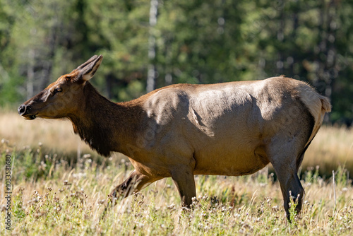 The elk (Cervus canadensis), or wapiti, is the second largest species within the deer family, Cervidae, Madison River West Entrance Road, Yellowstone National Park, Wyoming photo