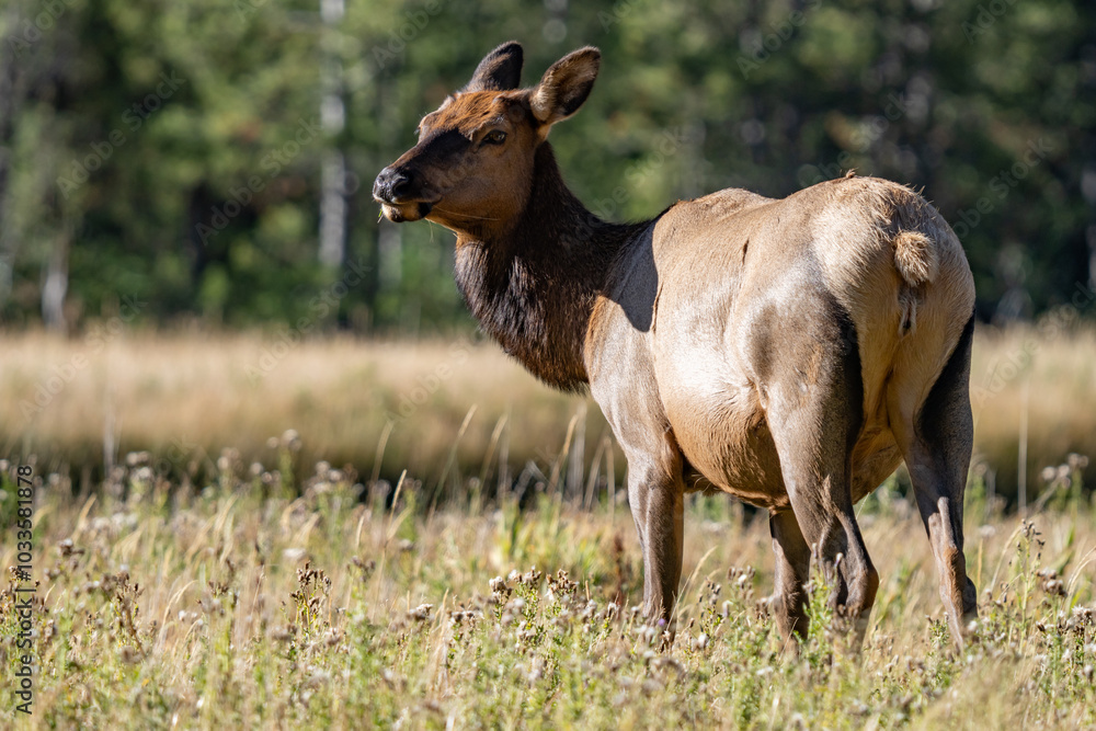 Fototapeta premium The elk (Cervus canadensis), or wapiti, is the second largest species within the deer family, Cervidae, Madison River West Entrance Road, Yellowstone National Park, Wyoming
