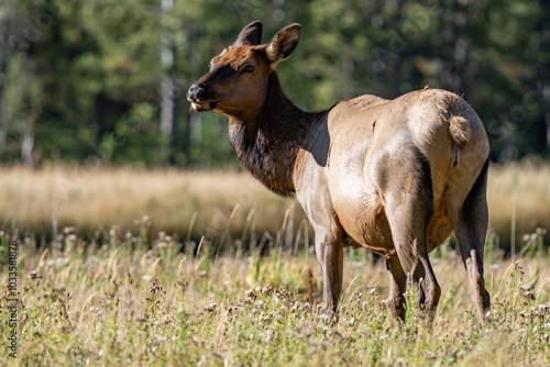 The elk (Cervus canadensis), or wapiti, is the second largest species within the deer family, Cervidae, Madison River West Entrance Road, Yellowstone National Park, Wyoming photo