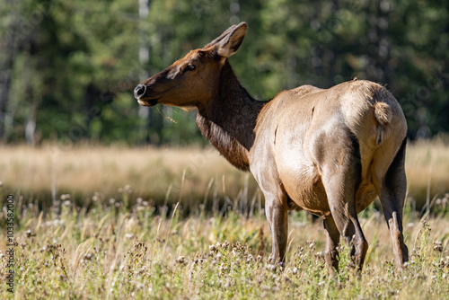 The elk (Cervus canadensis), or wapiti, is the second largest species within the deer family, Cervidae, Madison River West Entrance Road, Yellowstone National Park, Wyoming photo