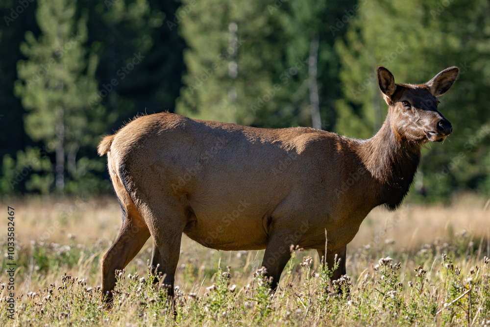 The elk (Cervus canadensis), or wapiti, is the second largest species within the deer family, Cervidae, Madison River West Entrance Road, Yellowstone National Park, Wyoming The elk (Cervus canadensis), or wapiti, is the second largest species within the deer family, Cervidae, Madison River West Entrance Road, Yellowstone National Park, Wyoming