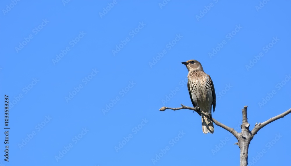 Bird Perched on Branch Against Clear Blue Sky Bird Perched on Branch Against Clear Blue Sky