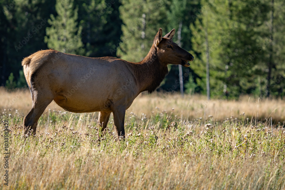The elk (Cervus canadensis), or wapiti, is the second largest species within the deer family, Cervidae, Madison River West Entrance Road, Yellowstone National Park, Wyoming The elk (Cervus canadensis), or wapiti, is the second largest species within the deer family, Cervidae, Madison River West Entrance Road, Yellowstone National Park, Wyoming
