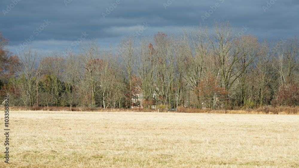 Obraz premium The colorful forest view in the natural park in autumn