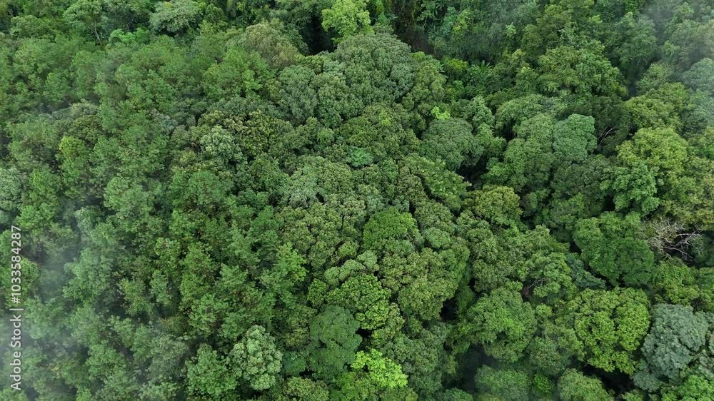 Carbon credit concept village in the lush green rain cloud and foggy cover tropical rain forest mountain during the rainy season. Carbon credit concept village in the lush green rain cloud and foggy cover tropical rain forest mountain during the rainy season.