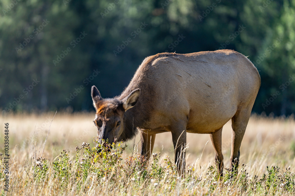 The elk (Cervus canadensis), or wapiti, is the second largest species within the deer family, Cervidae, Madison River West Entrance Road, Yellowstone National Park, Wyoming The elk (Cervus canadensis), or wapiti, is the second largest species within the deer family, Cervidae, Madison River West Entrance Road, Yellowstone National Park, Wyoming