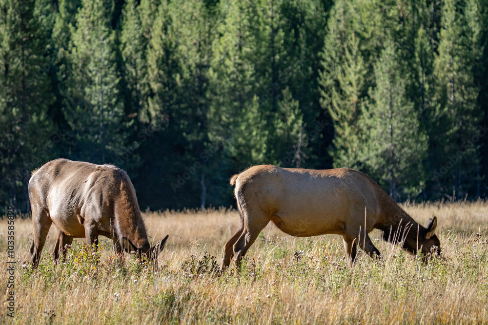 The elk (Cervus canadensis), or wapiti, is the second largest species within the deer family, Cervidae, Madison River West Entrance Road, Yellowstone National Park, Wyoming The elk (Cervus canadensis), or wapiti, is the second largest species within the deer family, Cervidae, Madison River West Entrance Road, Yellowstone National Park, Wyoming