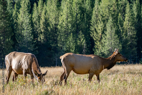 The elk (Cervus canadensis), or wapiti, is the second largest species within the deer family, Cervidae, Madison River West Entrance Road, Yellowstone National Park, Wyoming photo