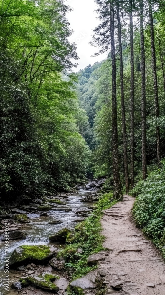 Naklejka premium A narrow hiking trail meanders alongside a refreshing stream, surrounded by dense, vibrant greenery in Wayne Valley, West Virginia, on a bright sunny day