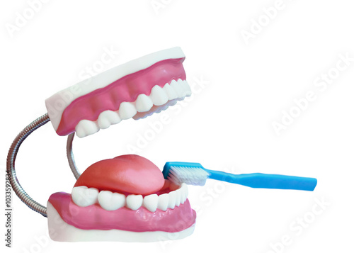 Dental Model with Toothbrush for Oral Hygiene Education