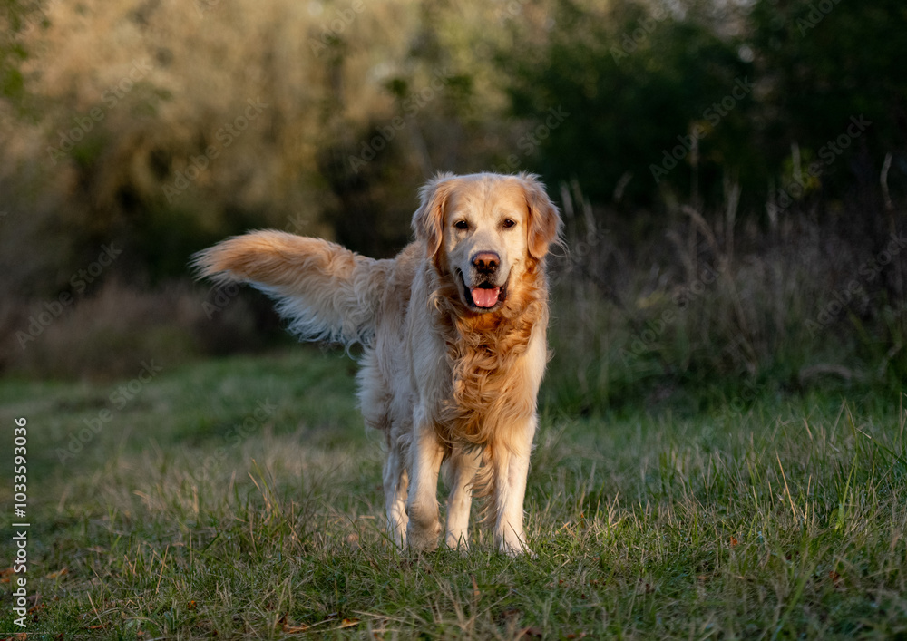Golden Retriever Dog Enjoys Sunset In Park Golden Retriever Dog Enjoys Sunset In Park