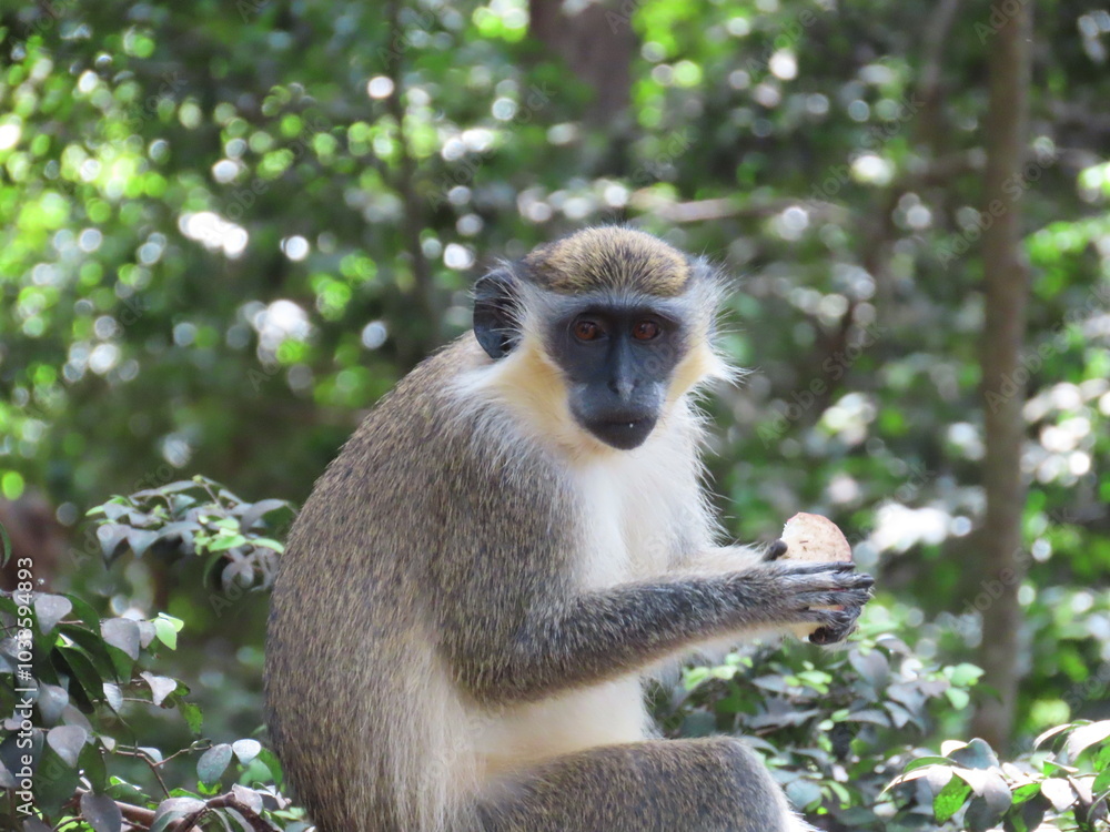 Obraz premium Monkey in nature