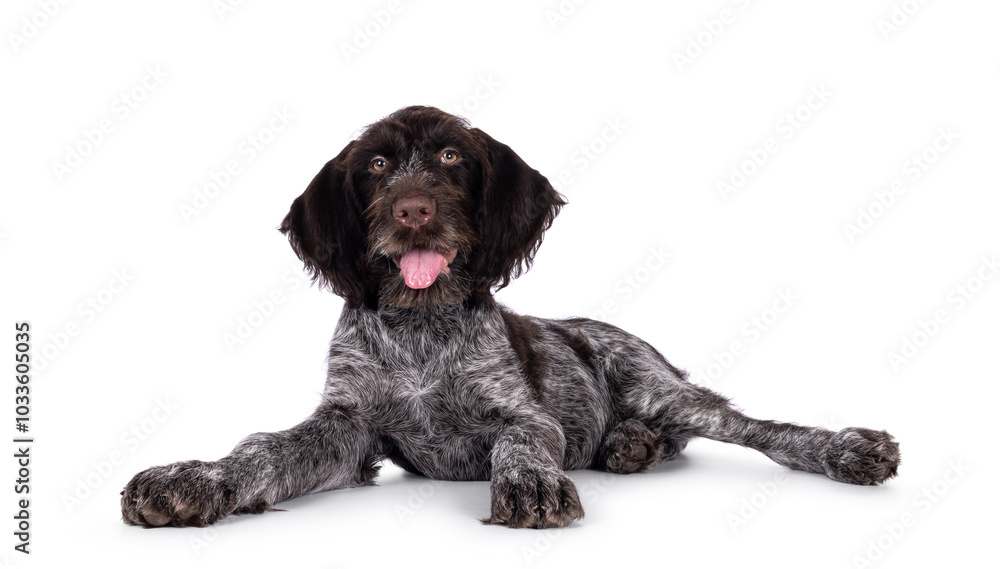 Young brown and white German wirehaired pointer dog pup, laying down side ways. Looking straight to camera. Mouth open, tongue out. Isolated on a white background. Young brown and white German wirehaired pointer dog pup, laying down side ways. Looking straight to camera. Mouth open, tongue out. Isolated on a white background.