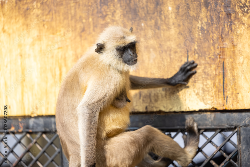 Obraz premium Portrait of Indian Gray langur (Semnopithecus) or Hanuman langur while sitting on the rallying of building.
