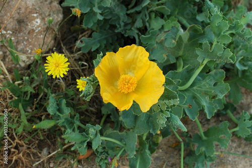 Glaucière jaune (Glaucium flavum) dans la forteresse de Réthymnon en Crète