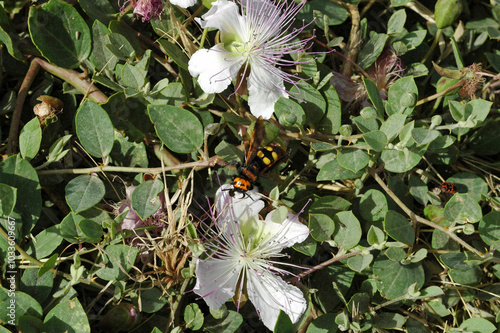 Câprier (Capparis spinosa) dans la forteresse de Réthymnon en Crète