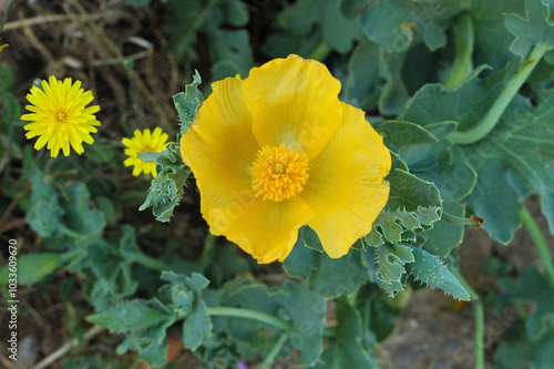 Glaucière jaune (Glaucium flavum) dans la forteresse de Réthymnon en Crète