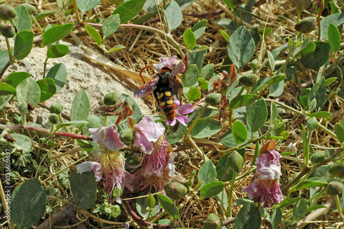 Scolie à front jaune (Megascolia maculata flavifrons) sur câprier dans la forteresse de Réthymnon en Crète photo