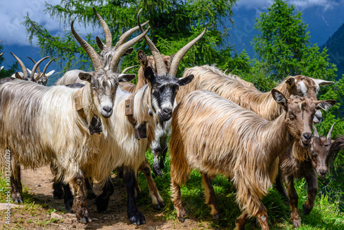 Canvas Print Capre dalle corna lunghe, Italia, e agnellini