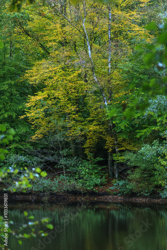 pond in the forest