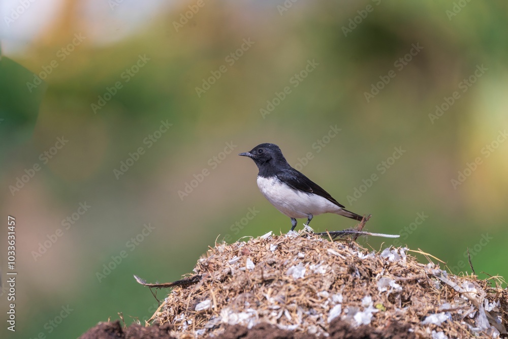 Obraz premium Black and white bird on earth mound