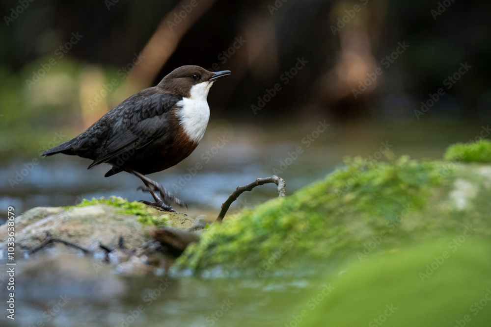 European dipper perched on a mossy river rock European dipper perched on a mossy river rock