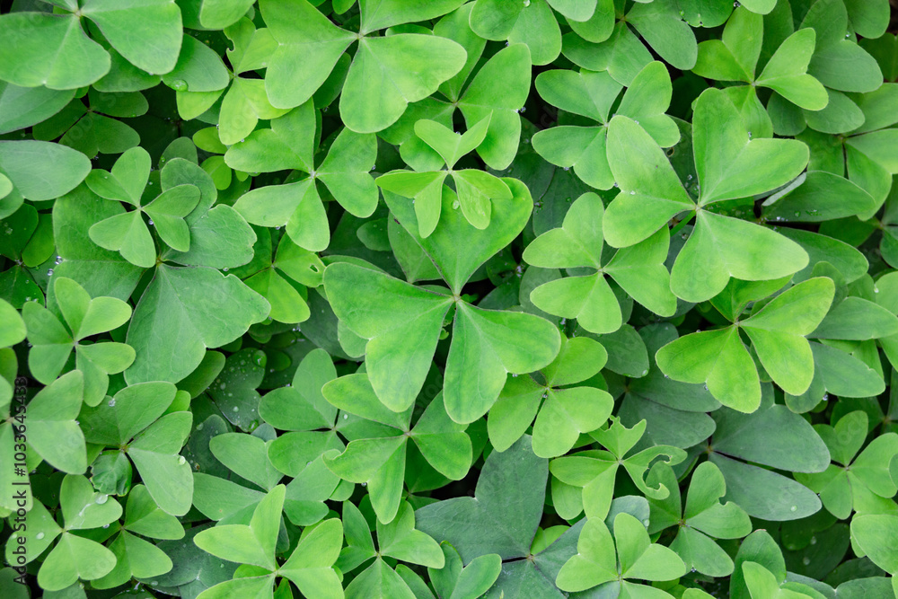 Clover Clover